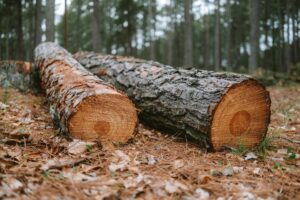 Bois et forêt en Nouvelle-Aquitaine : première forêt de France, filière bois en plein essor