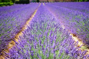 Agriculture provençale : lavande, huile d'olive et rosé — les AOP qui rayonnent