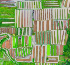 Agriculture dans les Hauts-de-France : betterave, endive et blé sur le podium