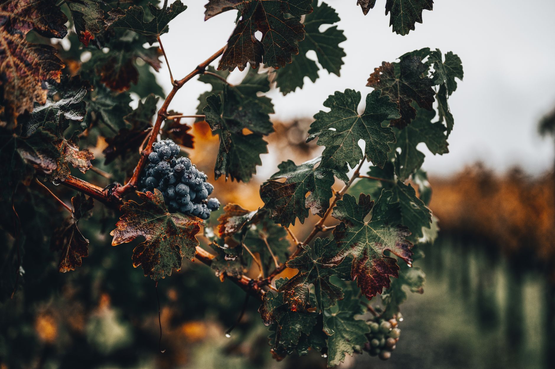 Viticulture corse : Patrimonio, Ajaccio et la renaissance des cépages autochtones