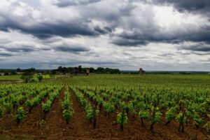 Agriculture et vignobles en Pays de la Loire : Muscadet et Anjou en vedette